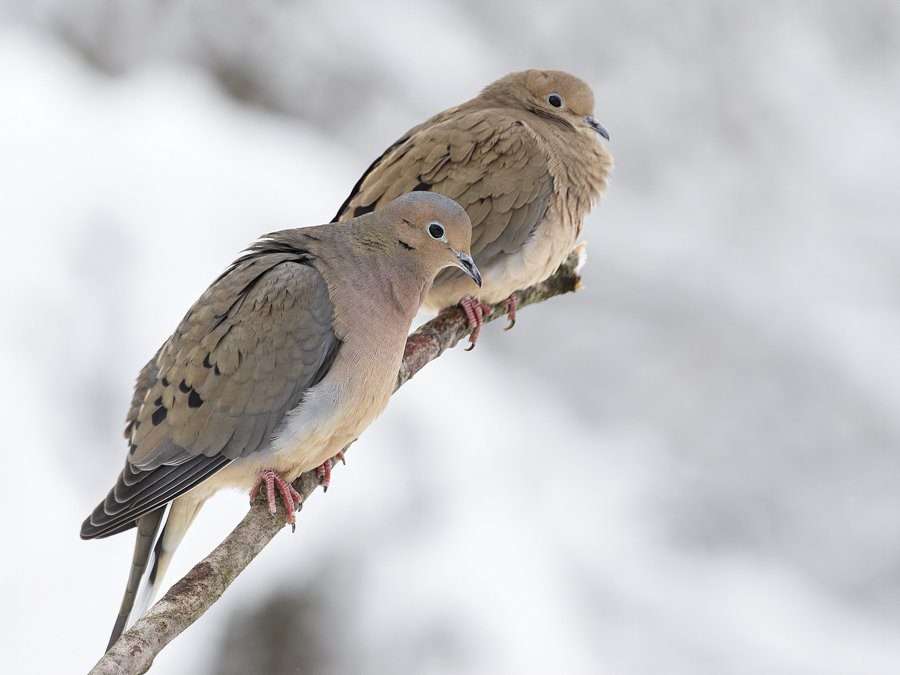 mourning doves