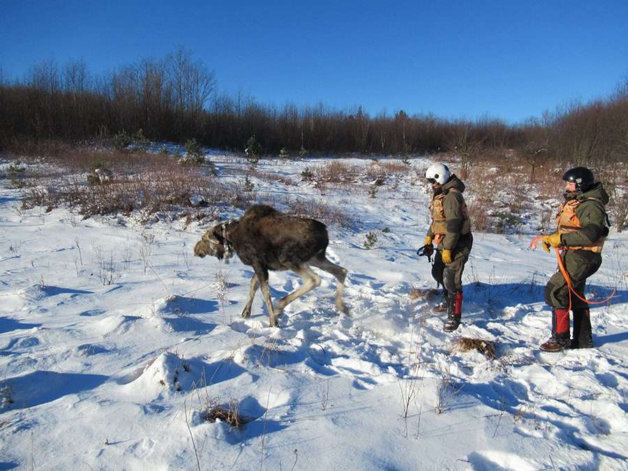 DECMooseCollaring Northern NY’s moose population is flat. Scientists want to know why