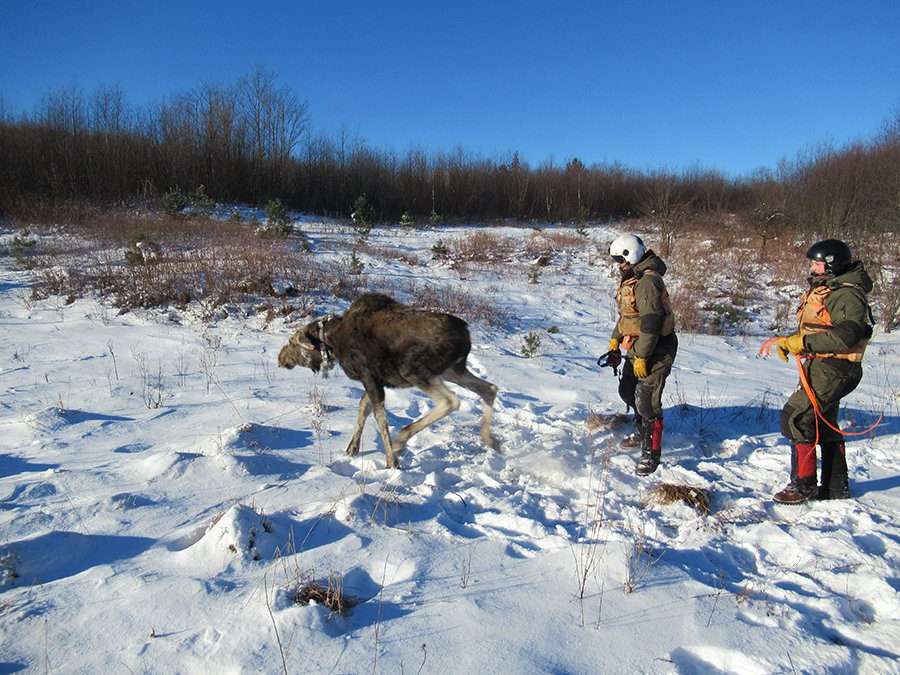 moose