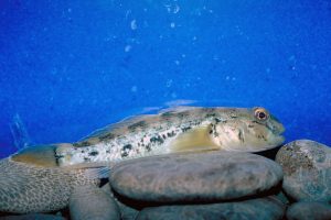 State water managers take steps to ward off round goby
