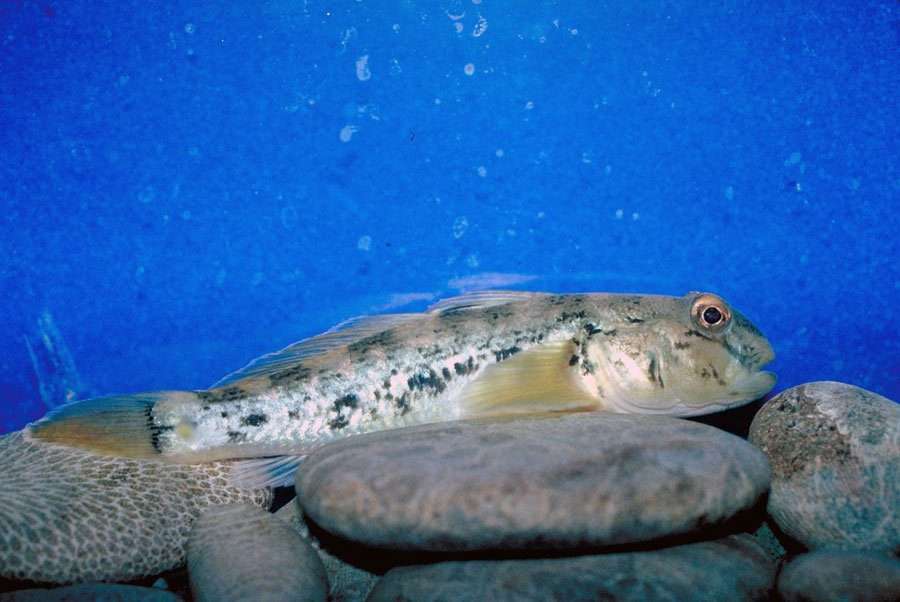 round goby