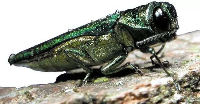 emerald ash borer invasive species