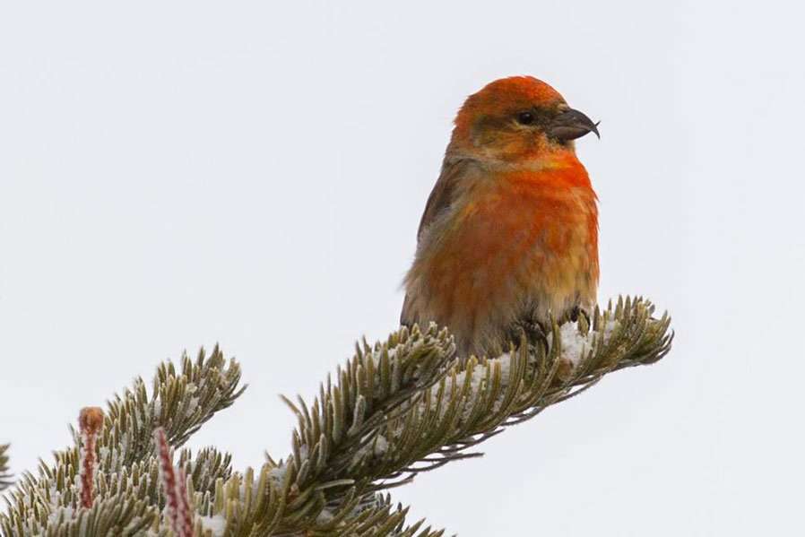 ifølge en Løs A banner year for crossbills - Adirondack Explorer