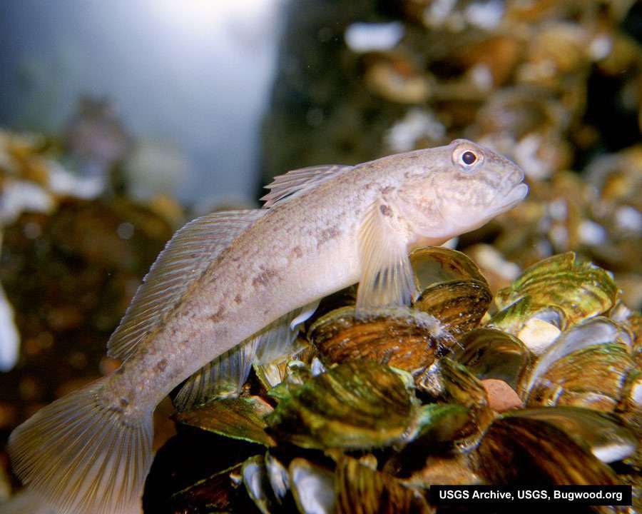 round goby fish