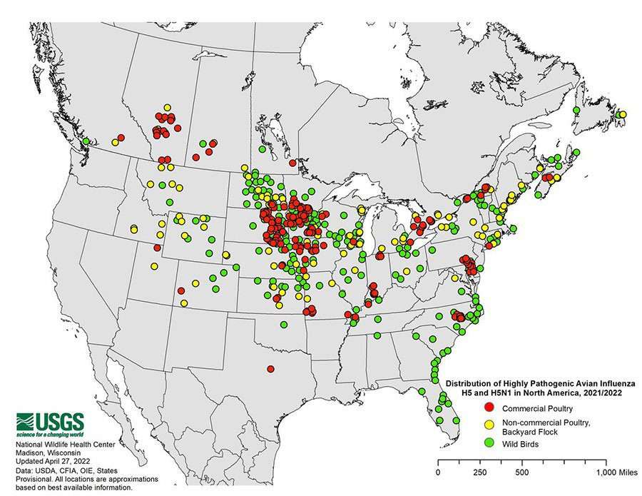 avian flu map