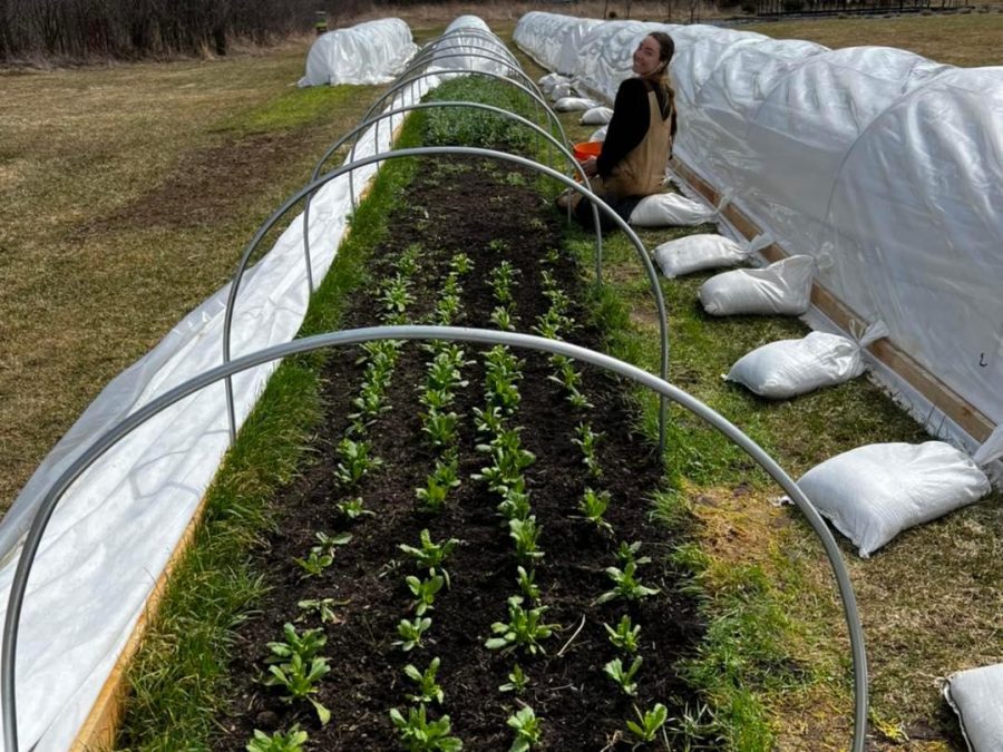 mossbrook roots flower farm