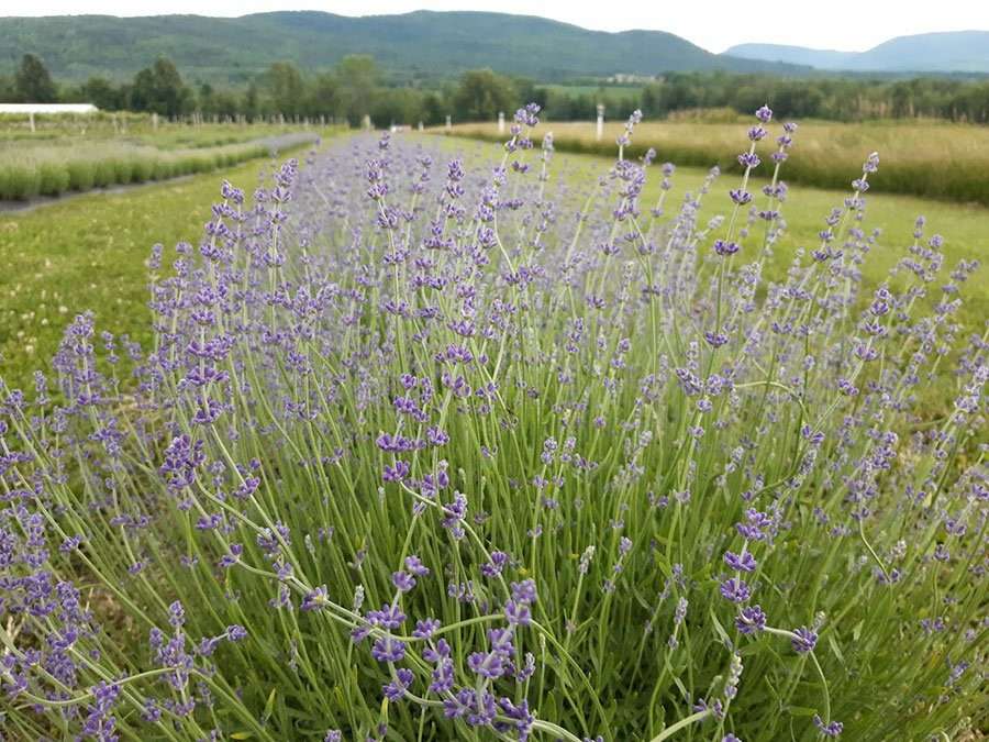 lavender field