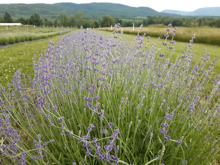 lavender field 