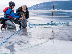 loon rescue from ice