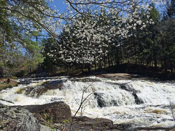 Blooms over Basford Falls