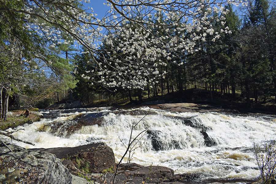 Blooms over Basford Falls waterfall