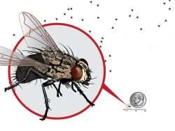 black fly