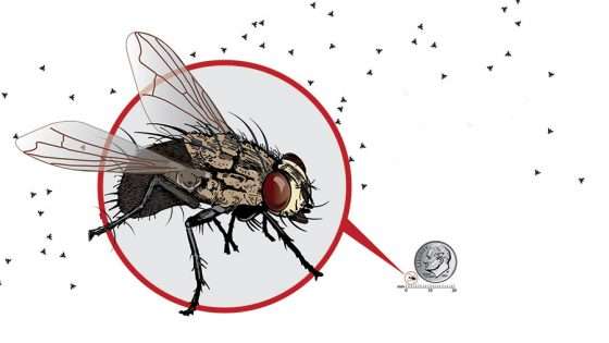 Adirondacks’ battle against black flies: Bt’s role and debate over its use