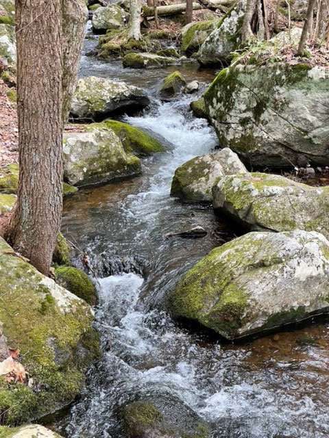 stream along the crowfoot pond trail