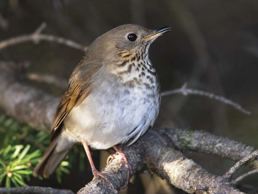 What will happen to Bicknell’s thrush?