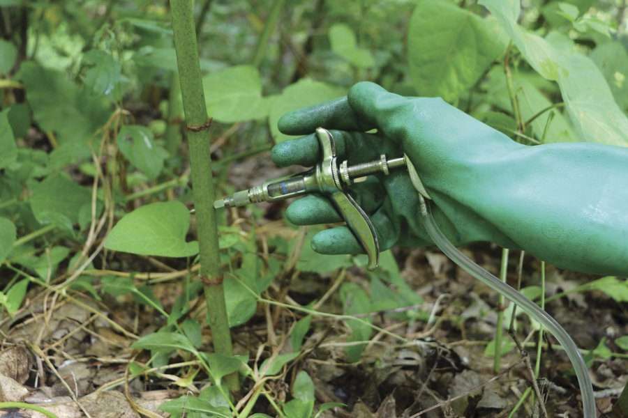 Japanese knotweed