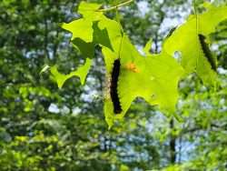 spongy moth caterpillars