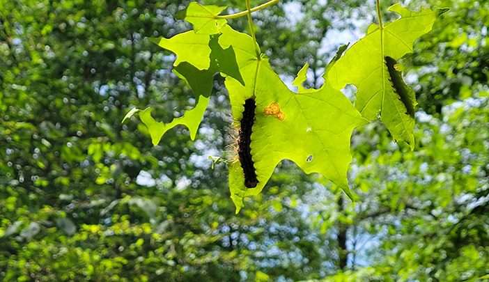 spongy moth caterpillars
