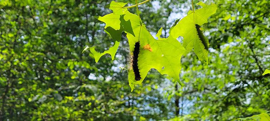 spongy moth caterpillars
