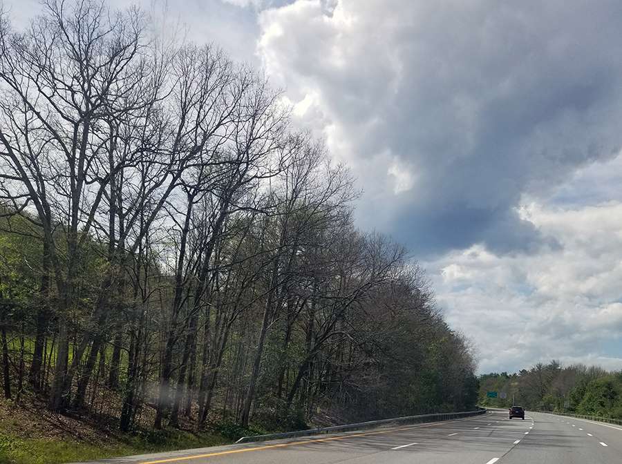 defoliation caused by spongy moths, formerly known as the gypsy moth