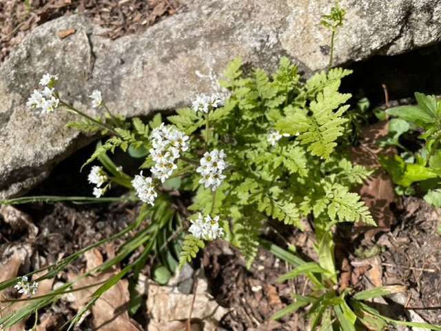 saxifrage wildflower