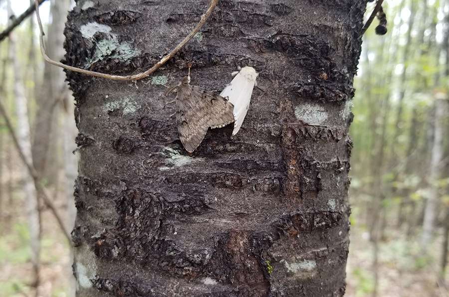 spongy moths, formerly known as the gypsy moth