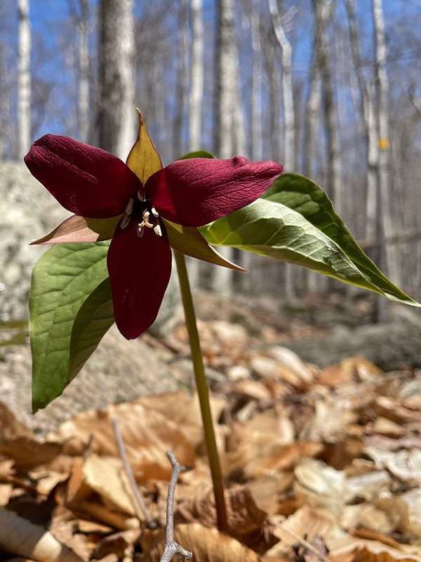 trillium