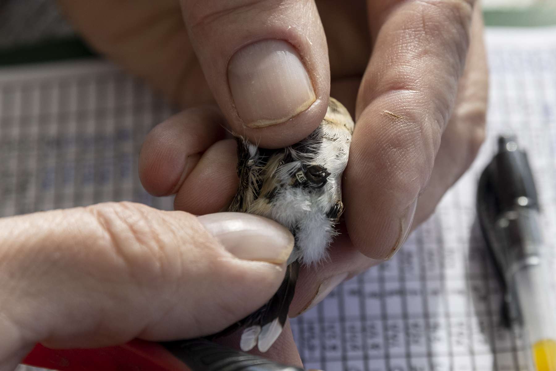 A banded hummingbird