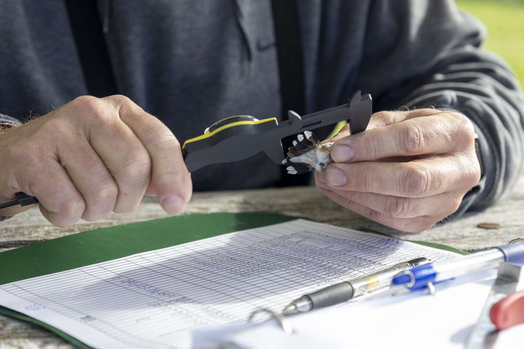 Measuring a hummingbird