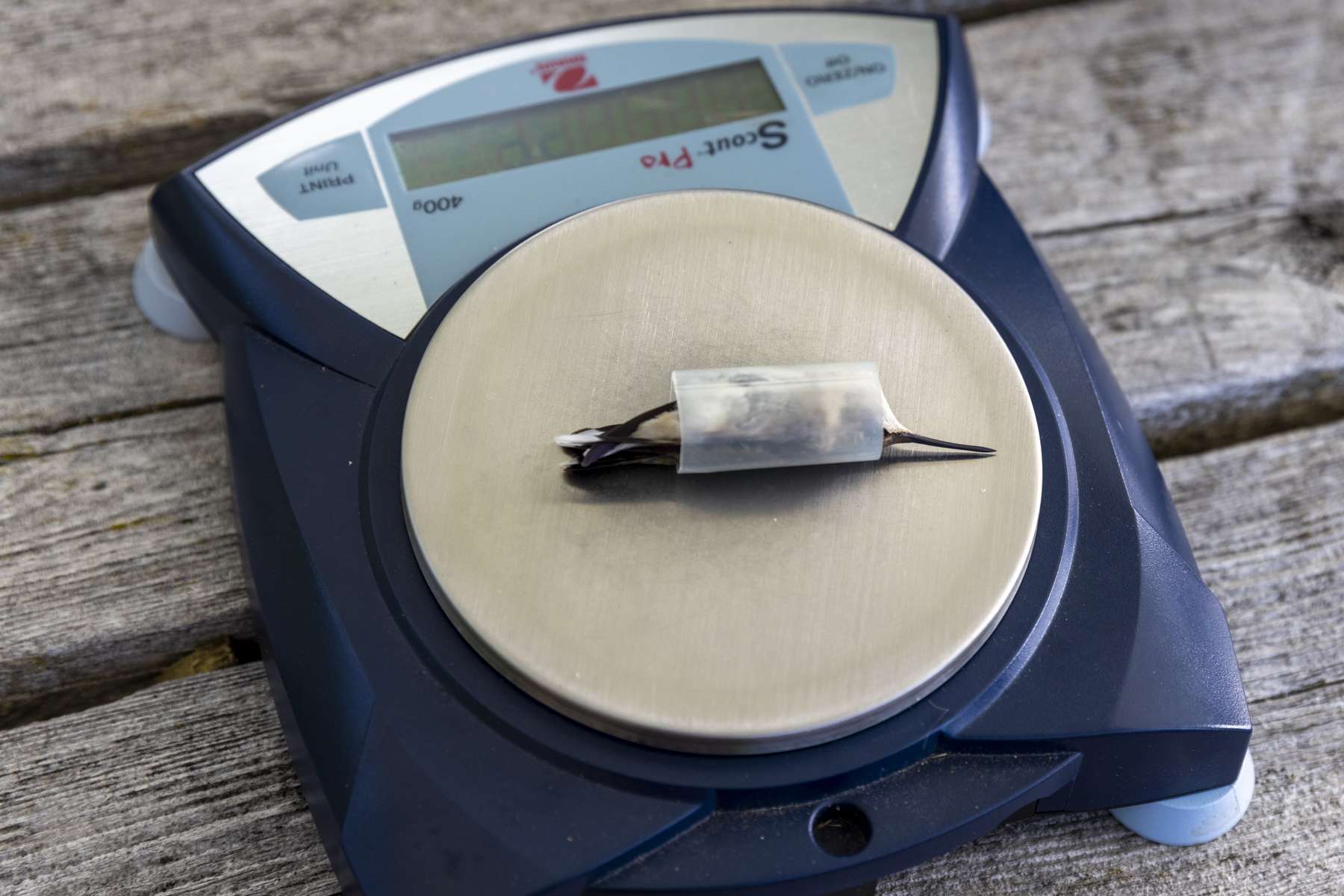 Weighing a hummingbird