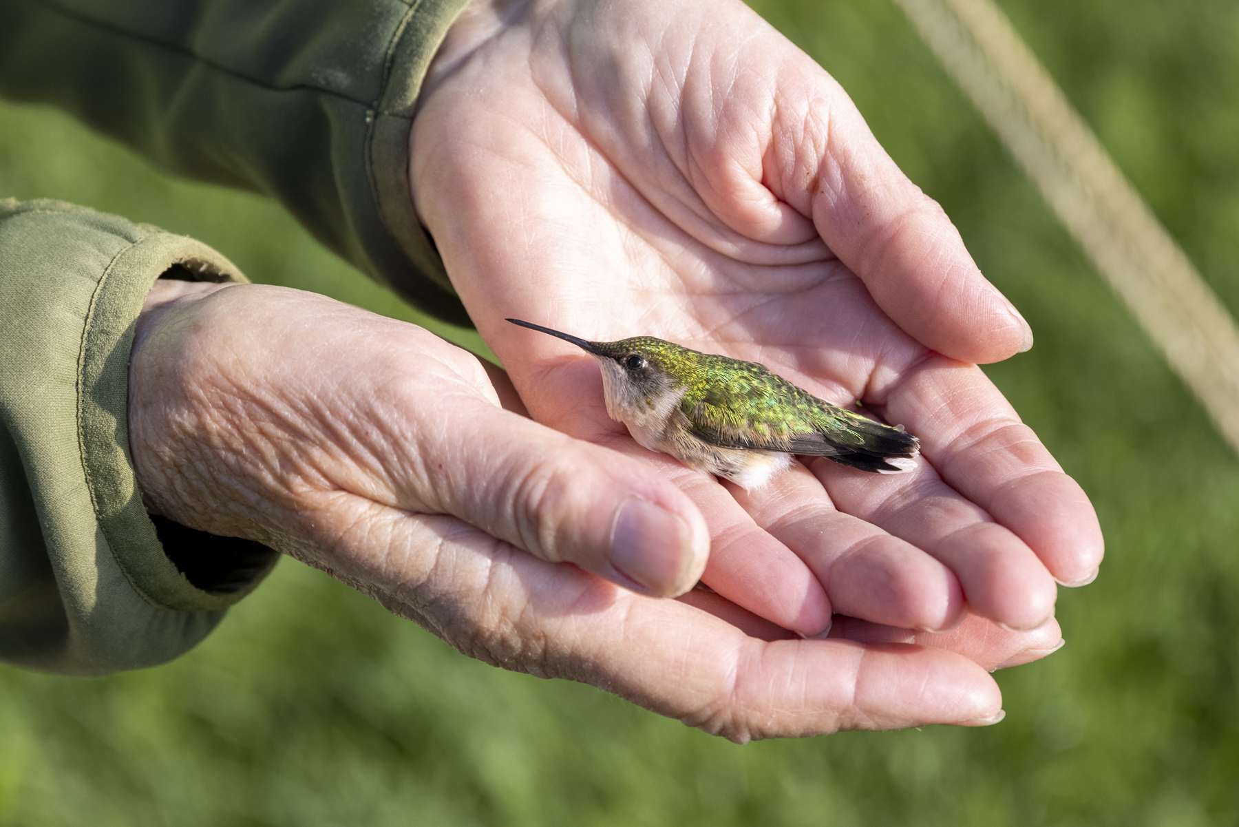 A ruby-throated hummingbird