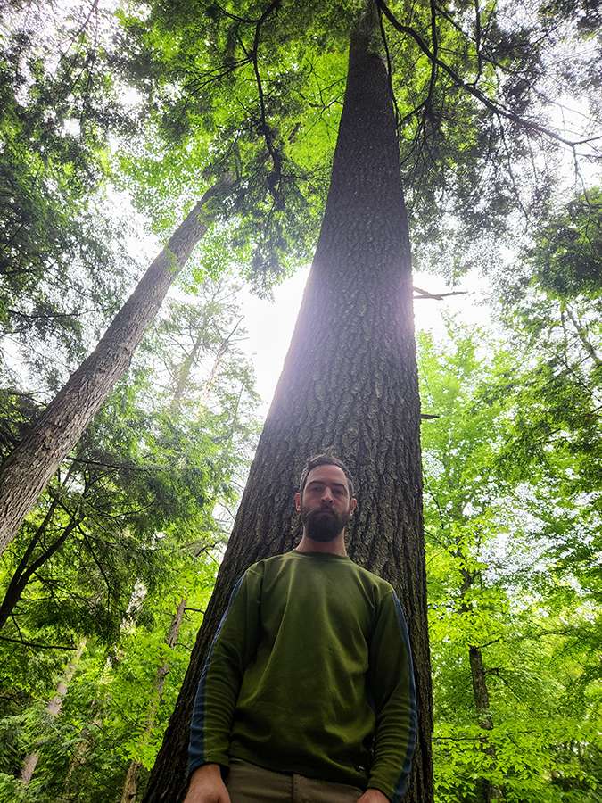 erik with the tallest white pine tree