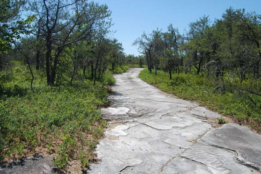 Part of the 1.1 Mile Trail at the Nature Conservancy’s Adirondack Chapter’s Gadway Sandstone Pavement Barrens.  Note the ripples in the rock, signs of an ancient (500-million-year-old) shallow beach frozen in time.