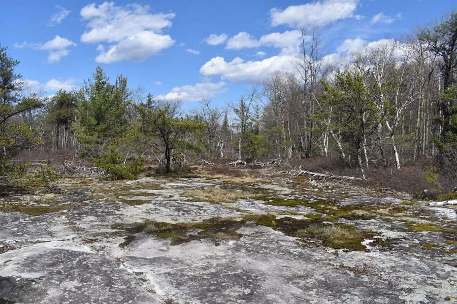 Lichens and stunted growth from thin soils along the 1.1 mile trail at the Nature Conservancy’s Adirondack Chapter’s Gadway Sandstone Pavement Barrens.