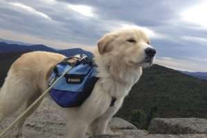 Hiking and life lessons from an aging dog friend