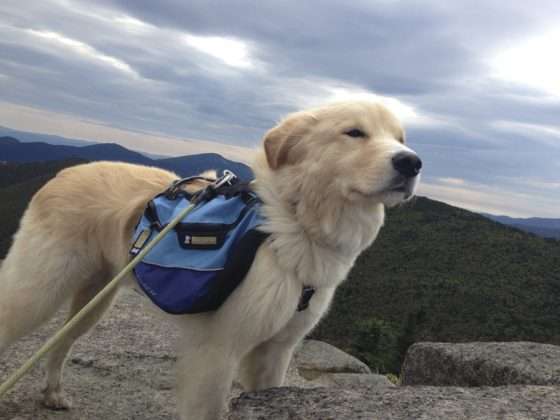 Hiking and life lessons from an aging dog friend