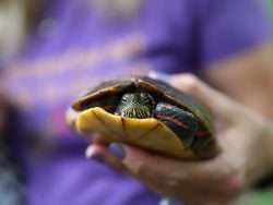 turtle