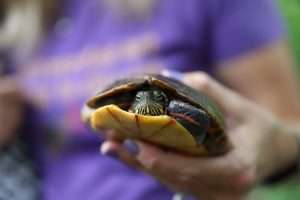 Meet a woman dedicated to helping turtles