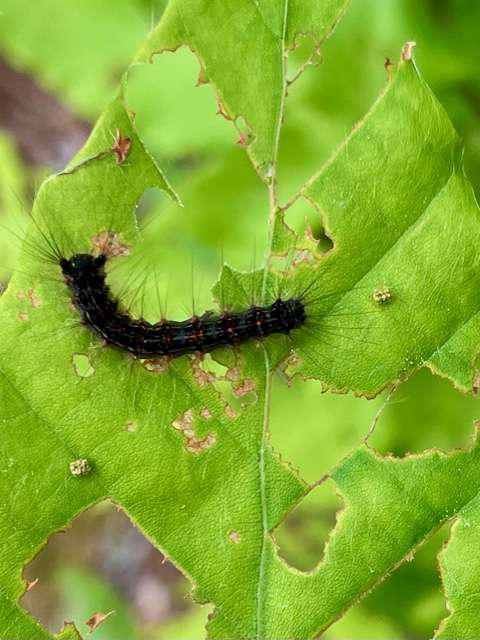 gypsy moths, Spongy moth sponges off a sapling on the Swede Mountain trail.