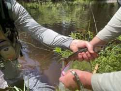 Bagging Trout