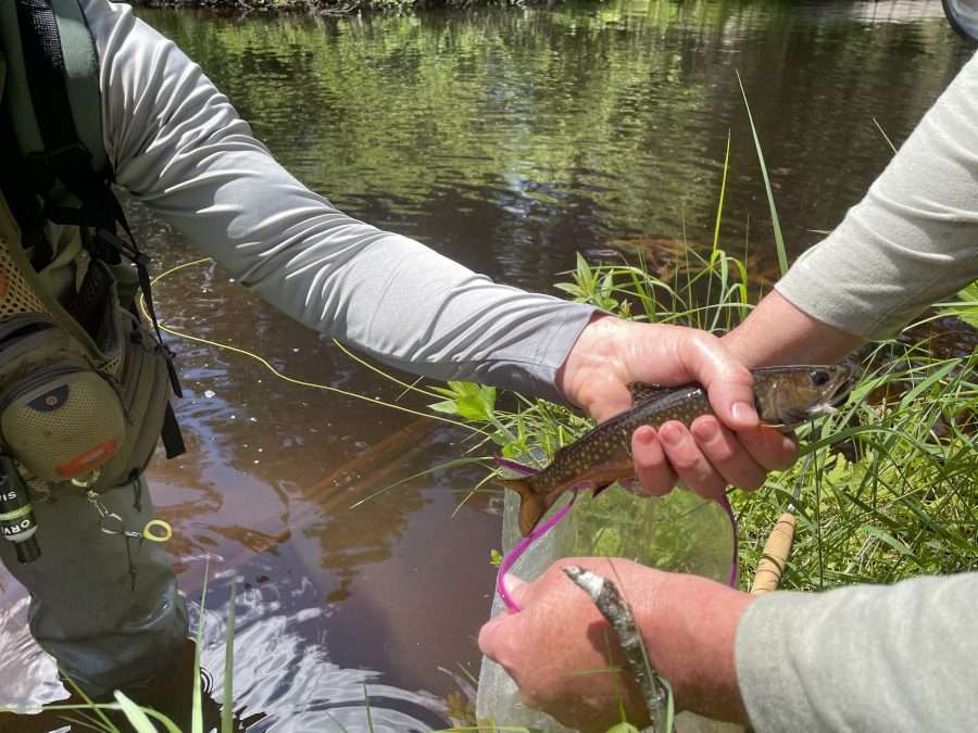 Bagging brook Trout