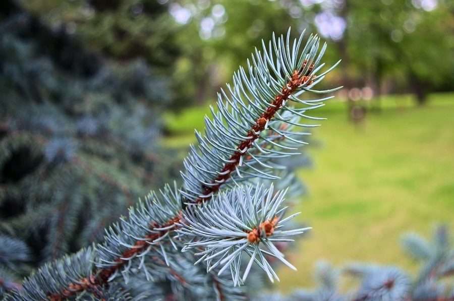 blue spruce isn't a good landscape tree