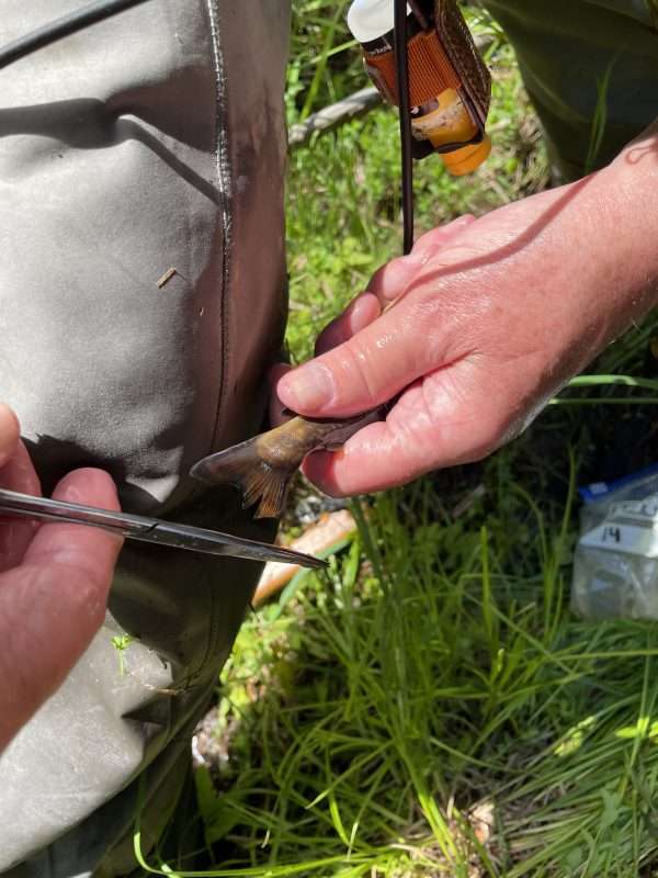 Trout Fin Clip