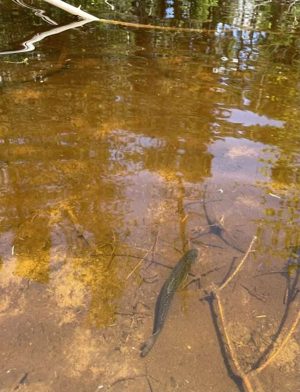 Trout Swimming