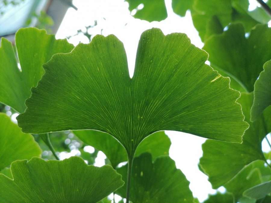 Ginko biloba, a good choice of tree for climate change