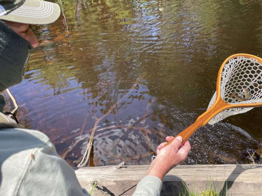 Net Brook Trout