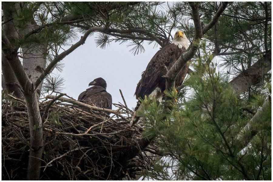bald eagle nest. young eagles are at risk for avian flu