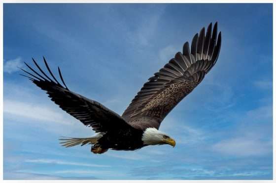 Avian flu hits state eagle population