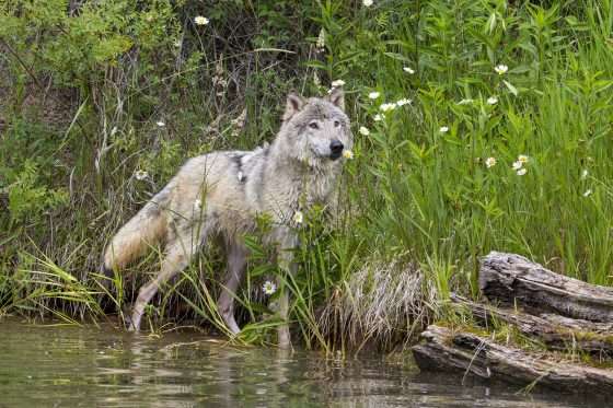 Did a hunter kill a wolf in New York?