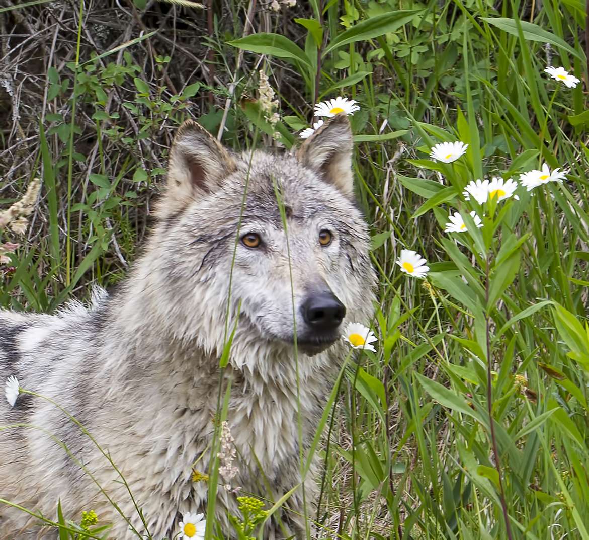 Did a hunter kill a wolf in New York?